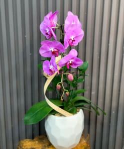 Chậu hoa lan hồng 1 cành chúc mừng