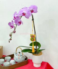 Chậu hoa hồ điệp hồng 1 cành trưng bàn trà