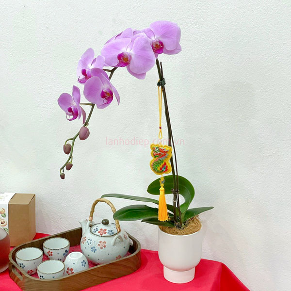 Chậu hoa hồ điệp hồng 1 cành trưng bàn trà