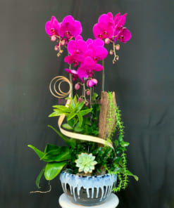 Chậu lan tím 3 cành ghép gỗ lũa đẹp