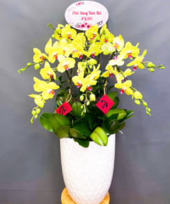 Chậu hoa lan vàng 9 cành chúc mừng năm mới