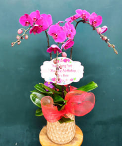 Chậu lan hồ điệp tím 3 cành mừng sinh nhật đối tác