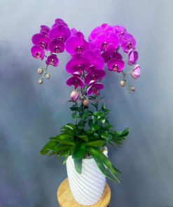 Chậu lan bướm tím 3 cành mừng tân gia