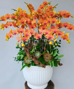 Chậu lan hồ điệp 18 cành chúc mừng năm mới