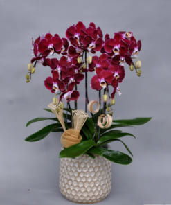 Chậu lan hồ điệp đỏ ngọc trai 5 cành