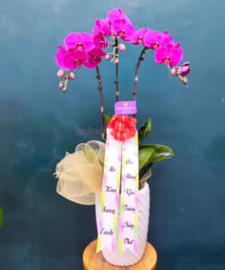 Chậu lan hồ điệp 3 cành mừng khai trương phong cách Hàn Quốc