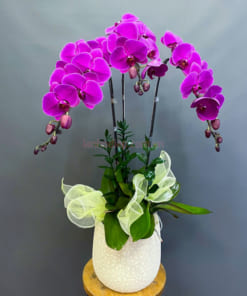 Chậu hoa lan tím 3 cành đẹp