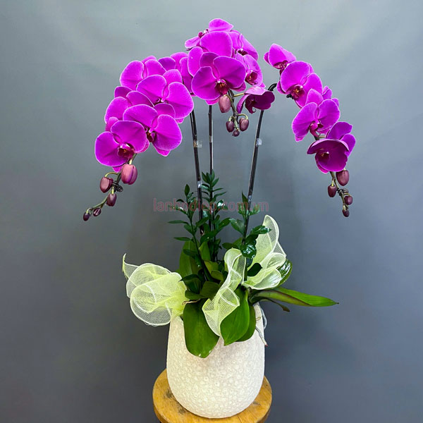 Chậu hoa lan tím 3 cành đẹp