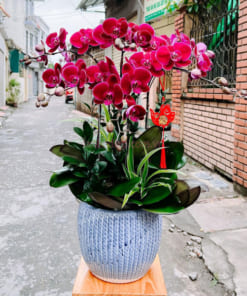 Chậu lan hồ điệp 5 cành đỏ cherry đẹp