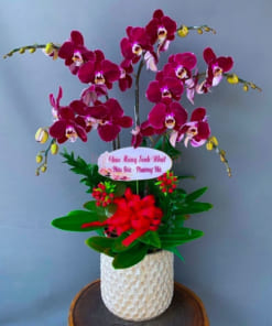 Chậu lan hồ điệp màu đỏ 5 cành mừng sinh nhật