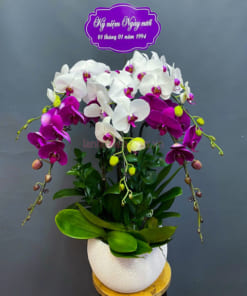Chậu lan hồ điệp mix 2 màu trắng tím