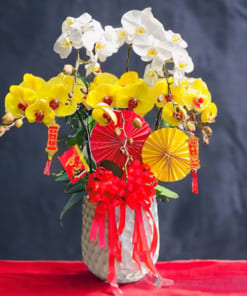 Chậu lan hồ điệp 5 cành vàng trắng đón Tết