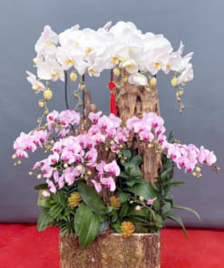 Chậu lan hồ điệp mix size trắng hồng (mẫu 1)