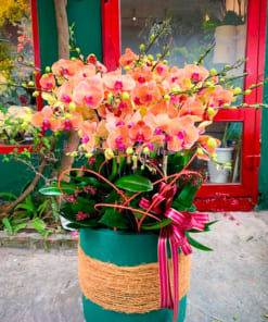 Chậu hoa hồ điệp 18 cành cam mừng tết đến xuân về