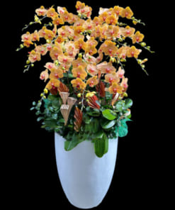 Chậu lan hồ điệp cam tết 18 cành đẹp