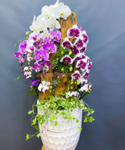 Chậu lan hồ điệp đa sắc đón Tết mix gỗ lũa (mẫu 2)