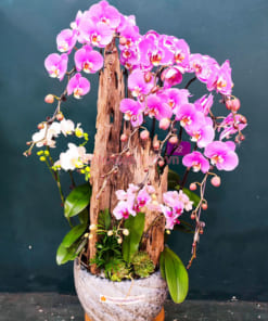 Chậu lan hồ điệp đa sắc ghép gỗ lũa trưng Tết mang đến tài lộc