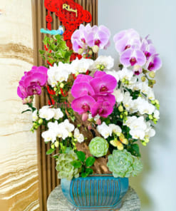 Chậu lan hồ điệp đa sắc mix size ghép lũa đẹp (Mẫu 6)