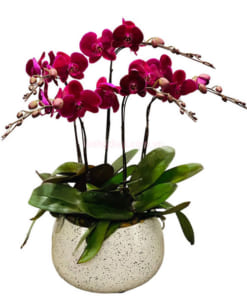 Chậu lan hồ điệp đỏ 5 vòi trang trí bàn khách