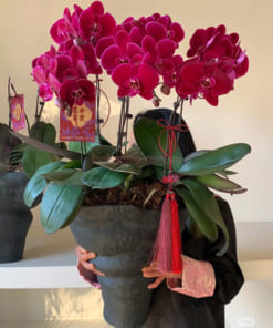 Châu lan hồ điệp đỏ cherry 5 cành tặng tết