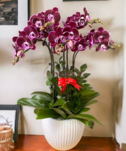 Chậu lan hồ đệp đỏ ngọc trai 5 cành trưng bày phòng khách đẹp