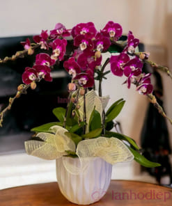 Ý nghĩa chậu hoa lan đỏ nhung 5 cành đẹp