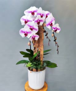 Chậu lan hồ điệp ghép lũa 3 cành đẹp