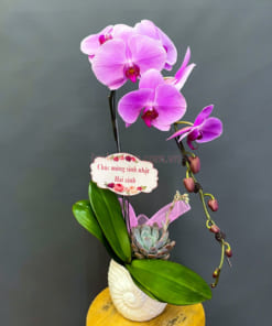 Chậu lan hồ điệp hồng 1 cành mừng sinh nhật