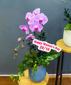 Chậu lan hồ điệp hồng anna 1 cành đẹp