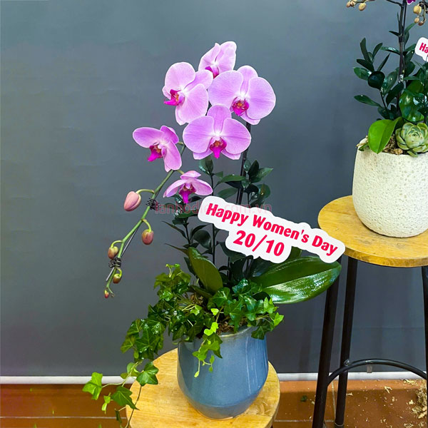 Chậu lan hồ điệp hồng anna 1 cành đẹp