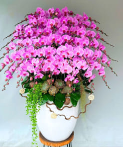Chậu lan hồ điệp hồng đẹp 40 cành