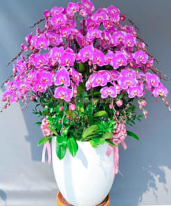 Chậu lan hồ điệp hồng đột biến 40 cành