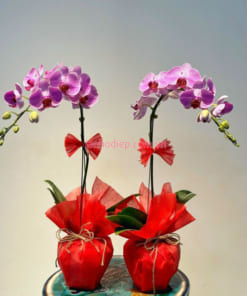 Chậu lan hồ điệp hồng làm quà tặng tết