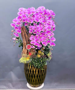 Chậu lan hồ điệp màu hồng ghép lũa 20 cành đón Tết