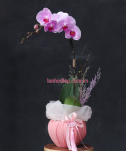 Chậu lan hồ điệp hồng trang trí Tết 1 cành đẹp