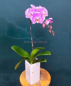 Chậu lan hồ điệp màu hồng đẹp 1 cành