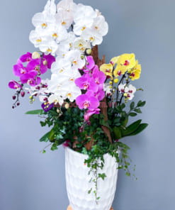 Chậu lan hồ điệp mix màu trắng tím vàng ghép lũa đón Tết (mẫu 3)