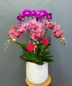 Chậu lan hồ điệp Tết 5 cành mix màu
