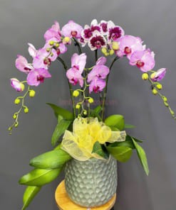 Chậu lan hồ điệp Tết 5 cành mix màu đẹp