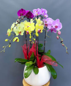 Chậu lan hồ điệp mix 3 màu 5 cành