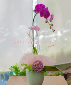 Chậu lan hồ điệp tím tặng người yêu 1 cành