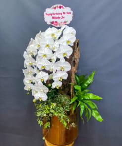 Chậu lan hồ điệp trắng 3 cành ghép lũa