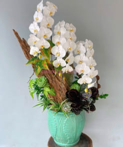 Chậu lan hồ điệp trắng 3 cành mix lũa đẹp