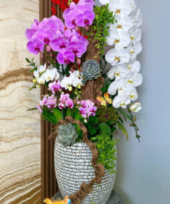 Chậu lan hồ điệp trắng hồng mix size đẹp