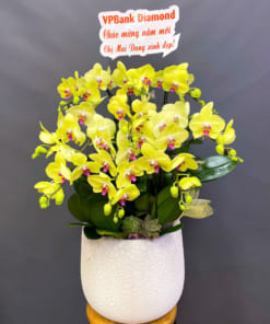 Chậu lan hồ điệp vàng 9 cành đẹp tặng tết