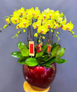 Chậu lan hồ điệp vàng cung chúc tân xuân