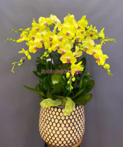 Chậu lan hồ điệp vàng mang đến nhiều may mắn, tài lộc