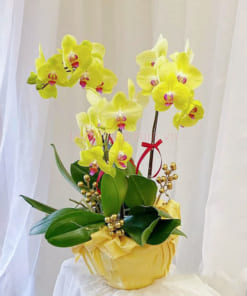 Chậu lan hồ điệp vàng mini 3 ngồng làm quà tặng