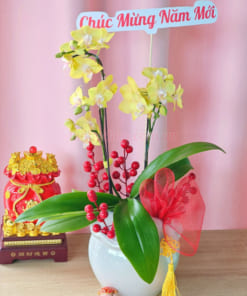Chậu lan hồ điệp vàng mini chúc mừng năm mới