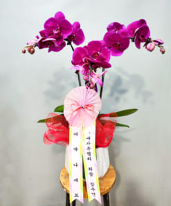Chậu lan hồ điệp tím mừng khai trương ý nghĩa